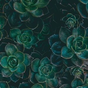 Meet your Posher, Toni